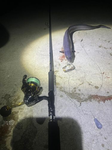 クロアナゴの釣果