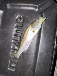 セイゴ(マルスズキ)の釣果