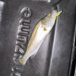 セイゴ（マルスズキ）