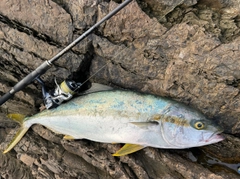 ヒラマサの釣果