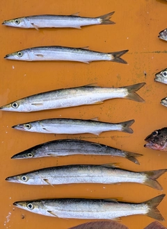 カマスの釣果