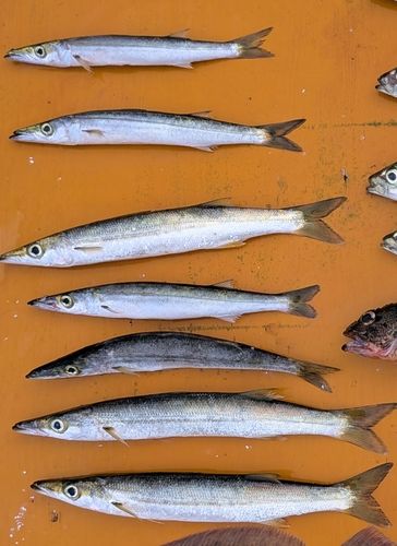 カマスの釣果
