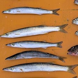 カマス