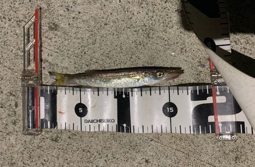 カマスの釣果