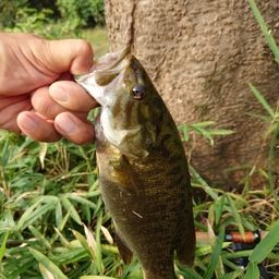 スモールマウスバス