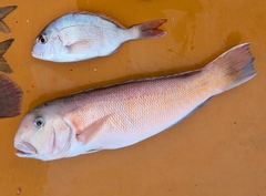 シロアマダイの釣果