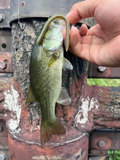 ラージマウスバスの釣果