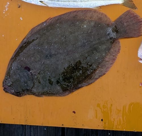 ヒラメの釣果