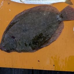 ヒラメ
