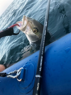 ワラサの釣果