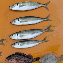 アジ