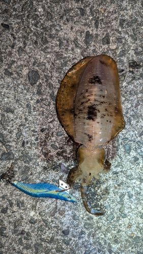 アオリイカの釣果