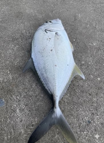 メッキの釣果