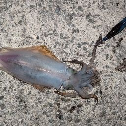 アオリイカ