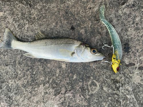 美保湾