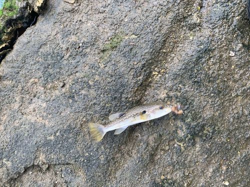 フグの釣果