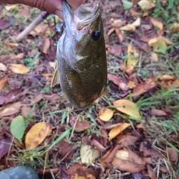 スモールマウスバス