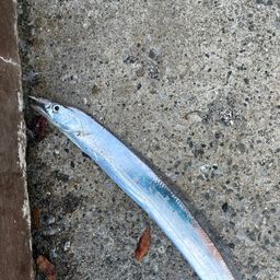 タチウオ
