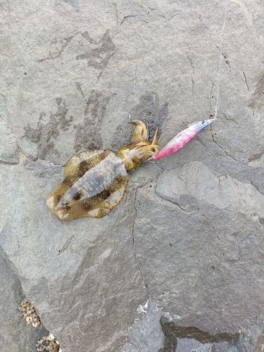 浦ノ内湾