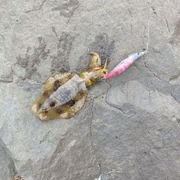 アオリイカ