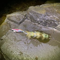 アオリイカ