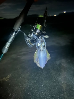 イカの釣果