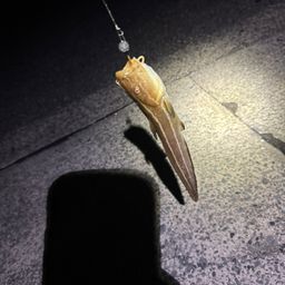 ゴンズイ