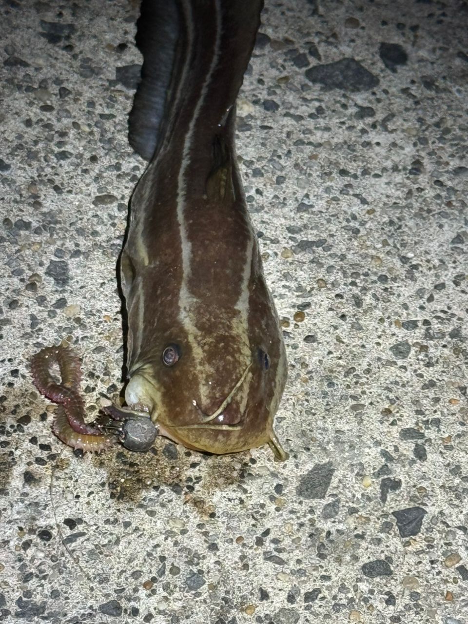 ゴンズイ