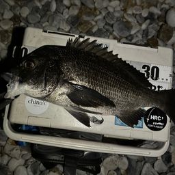 チヌ