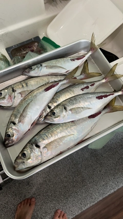 マアジの釣果