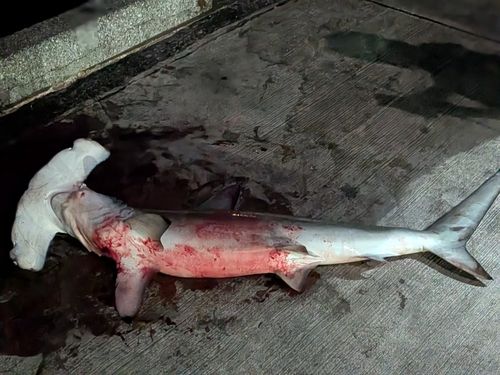 シュモクザメの釣果