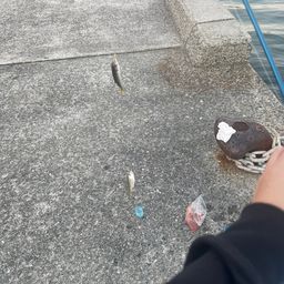 アジ