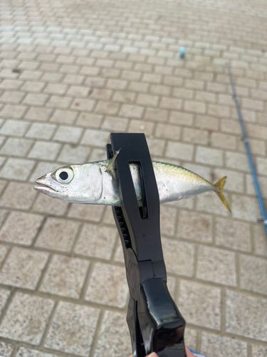 サバの釣果