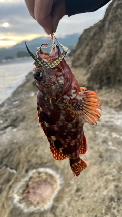カサゴの釣果