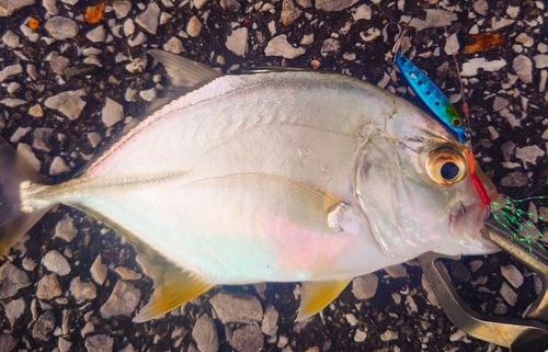 メッキの釣果