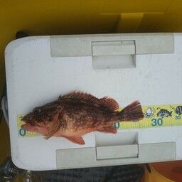 カサゴ