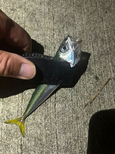 サバの釣果