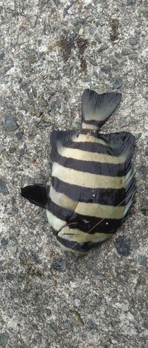 サンバソウの釣果