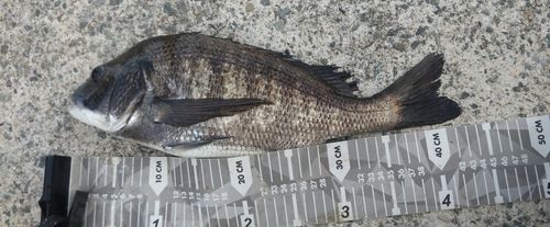 チヌの釣果