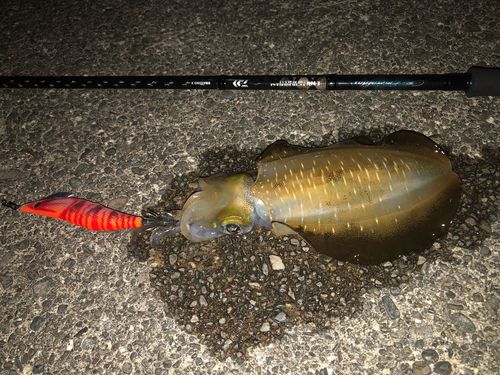 アオリイカの釣果