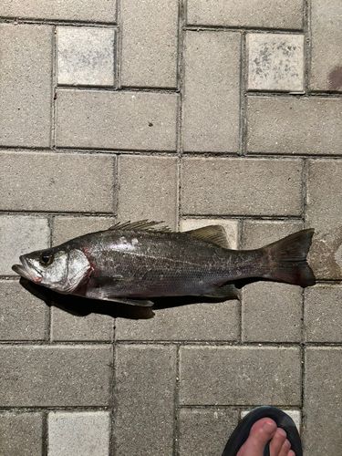 ヒラスズキの釣果