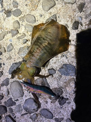 豊浜漁港