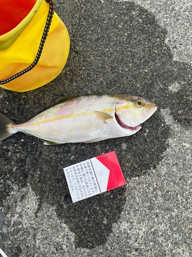 ショゴの釣果