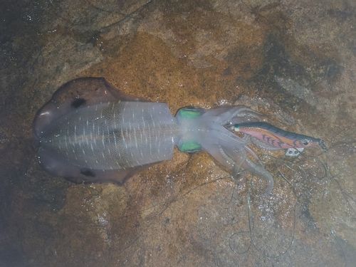 若狭湾