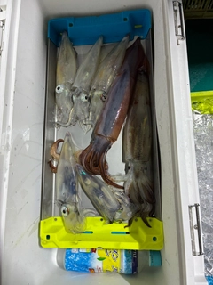 アカイカの釣果