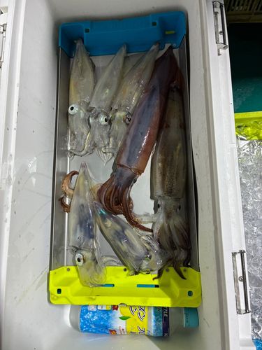 アカイカの釣果