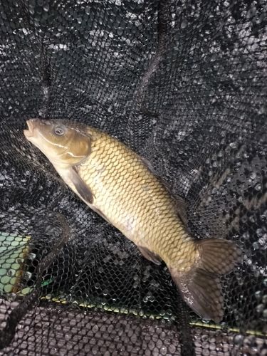 コイの釣果