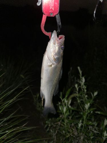 スズキの釣果