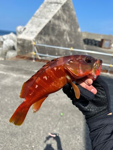 伊豆大島