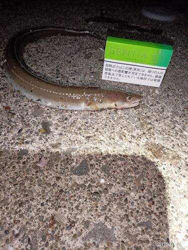 大黒島